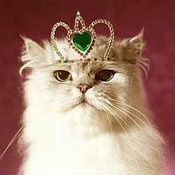 Королева красоты кошек