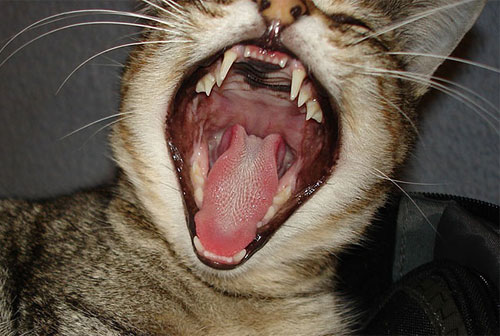 Кошачьи зубы • Анатомия и физиология