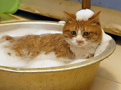 Как помыть кошку?