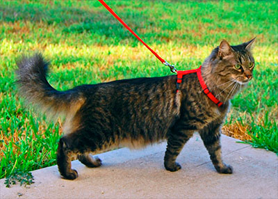 Шлейки для кошек: как приучить кошку к прогулкам