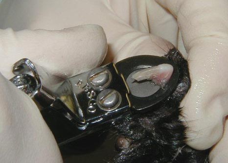 Онихэктомия - операция по удалению когтей у кошки