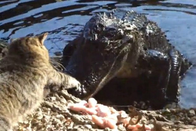 Сенсация: кот напал на крокодила