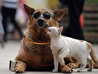 Странная парочка на улице - собака и кошка вместе