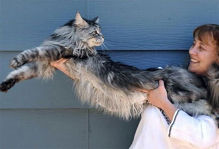 Самые длинные CATS