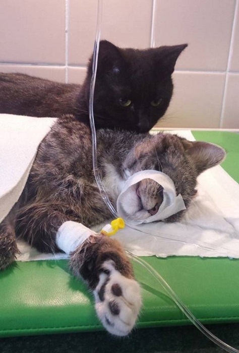 В приюте для животных в Польше работает кот-медбрат. Фото
