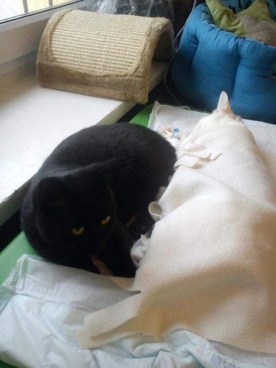 Черный кот -медбрат Радеменес и больная кошка. Фото