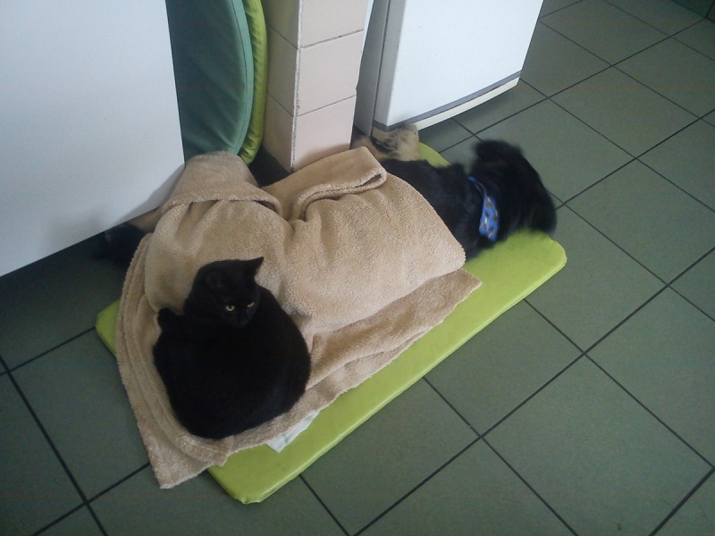 Кот-медбрат Радеменес и черный пес. Фото