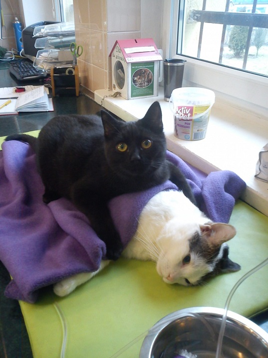 Черный кот-медбрат заботится о больной кошке. Фото