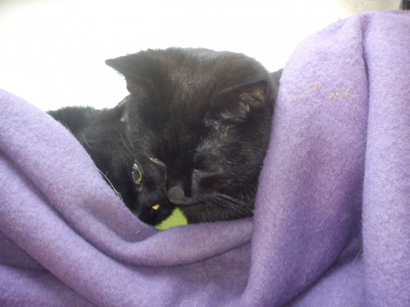 Черный кот Радеменес и его пациент. Фото