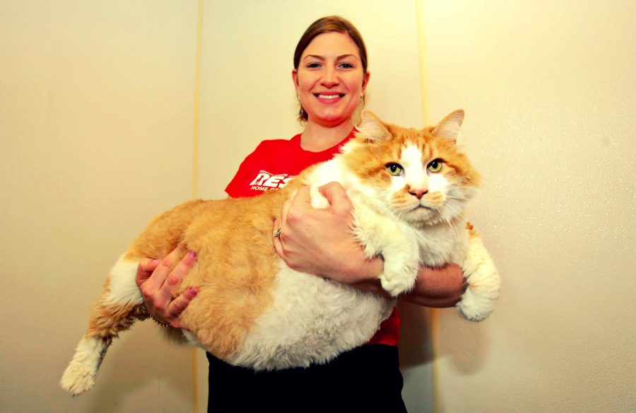 жирный кот Гарфилд