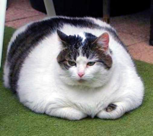 Самый жирный кот Химми
