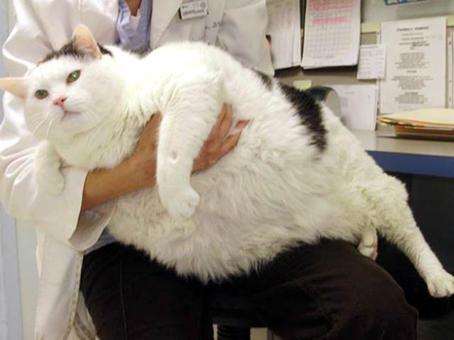 толстый кот Отто