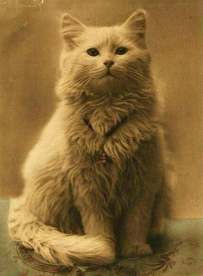Самый первый снимок кота в истории. Фото