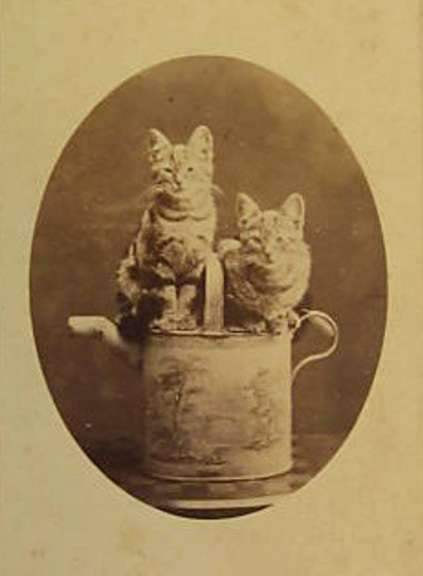 Две кошки позируют на расписной лейке. Фото