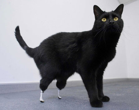 Оскар - кот на протезах