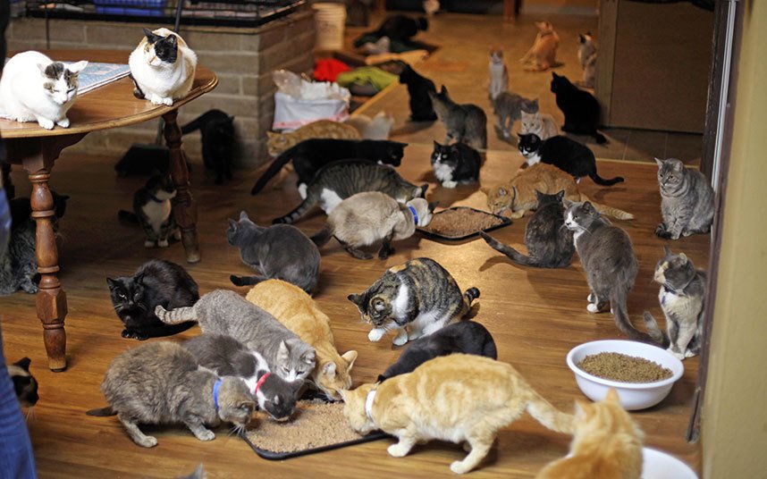 1000 кошек и котов