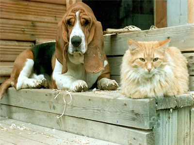 Кошки и собаки: если дом общий