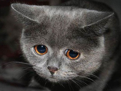 Умеют ли кошки грустить?