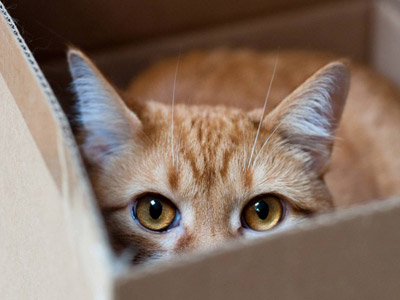 Почему кошки любят прятаться в картонные коробки