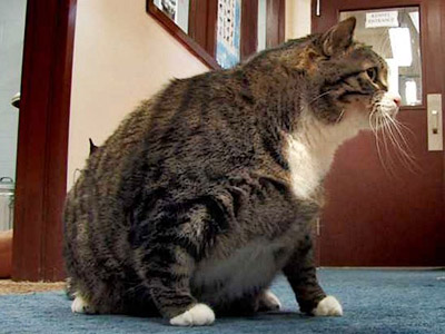 Бисквит (Biscuit) - самый толстый кот в Миссури, США 