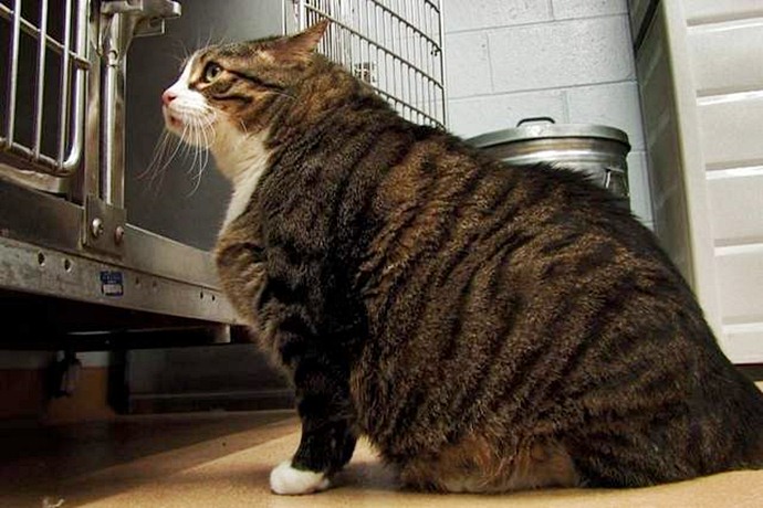 Fat cat Biscuit