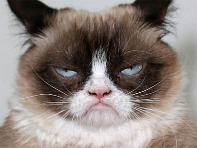 Grumpy cat -   
