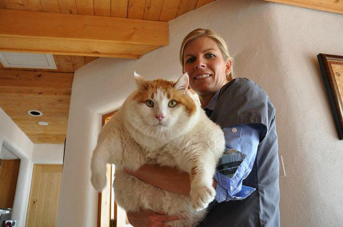 Мяу (Meow) - самый толстый кот в Нью-Мексико, США • Знаменитые кошки