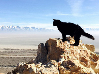 Милли - кошка-скалолаз из штата Юта, США