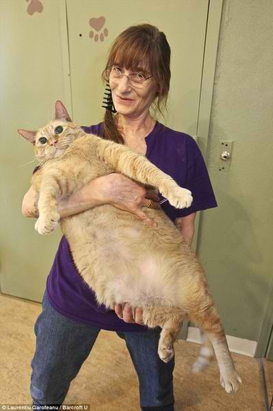Sponge Bob - самый толстый кот в Нью-Йорке, США • Знаменитые кошки