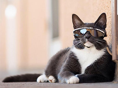 Sunglass Cat - кошка в солнцезащитных очках
