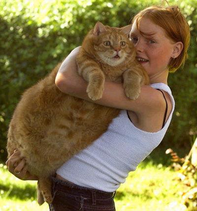 Тулле (Tulle) - самый толстый кот в Дании