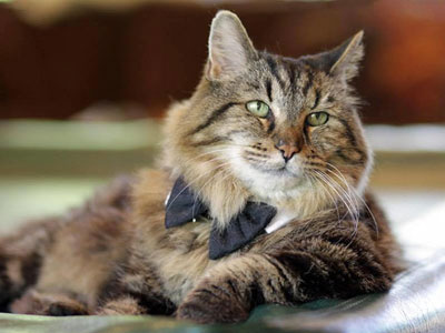Вельвет - самый старый кот в мире, ему 26 лет!
