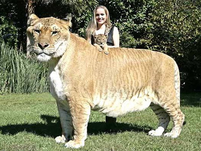 ЛИГР - самая большая кошка