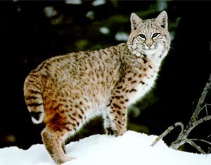 РЫСЬ / Felis lynx