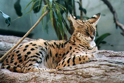  / Leptailurus (Felis) serval