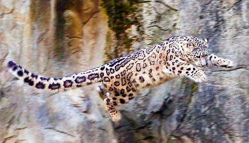 Реферат: Африканский леопард