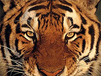 ТИГР / Panthera tigris
