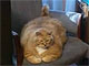 Самый толстый кот 18 кг