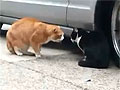 Разборки уличных котов
