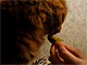 Кот ест сливы