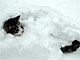 Кот - снежный крот