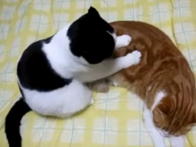 Кот делает массаж коту