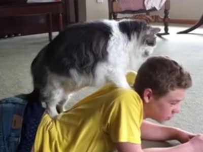 Кошка делает массаж парню