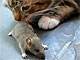 Кошки и мышки