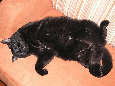 Черный кот Шуша