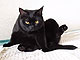 Черный кот Шуша