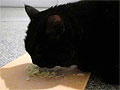 Кот Шуша ест капусту 