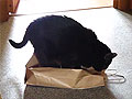 Кот Шуша и пакет