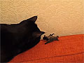 Кот Шуша и летучая мышь